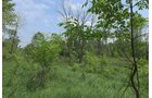 Lake County, Indiana farmland - LAND AUCTION - 147+/- ACRES OFFERED IN 3 TRACTS IN LAKE COUNTY, INDIANA